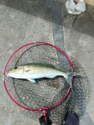 アオチビキの釣果