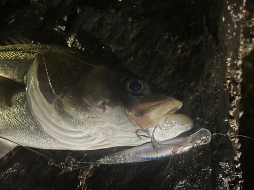 スズキの釣果