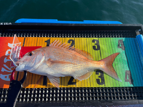 マダイの釣果