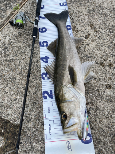 シーバスの釣果