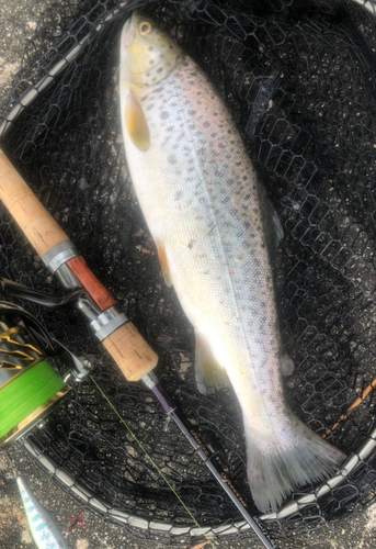 ブラウントラウトの釣果