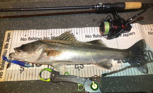 シーバスの釣果