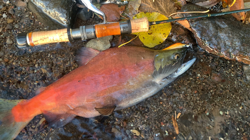 ヒメマスの釣果