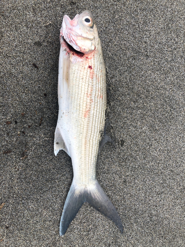 コノシロの釣果