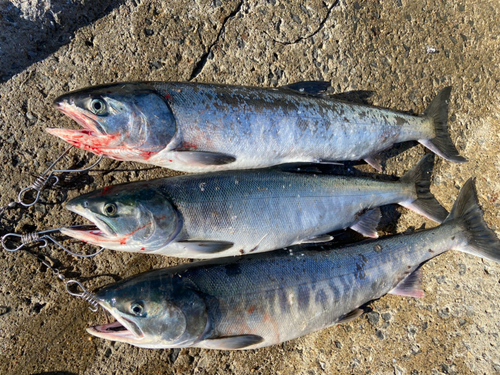 アキアジの釣果