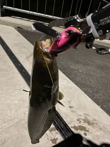 ナマズの釣果