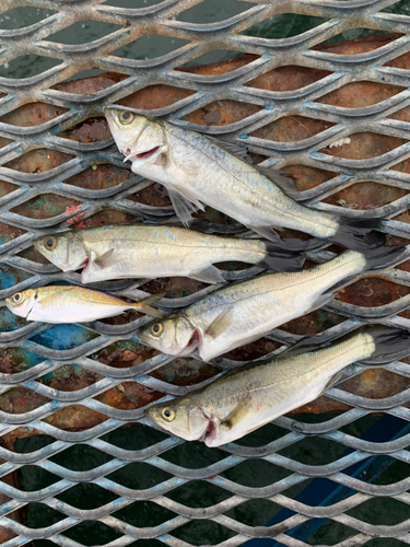 セイゴ（タイリクスズキ）の釣果