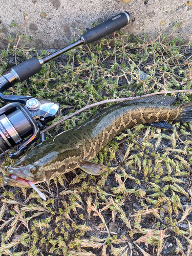 ライギョの釣果