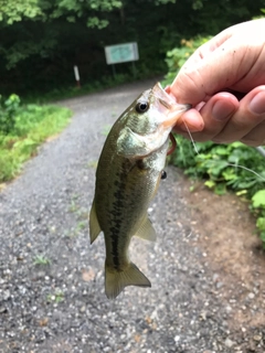 ラージマウスバスの釣果