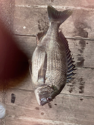 クロダイの釣果