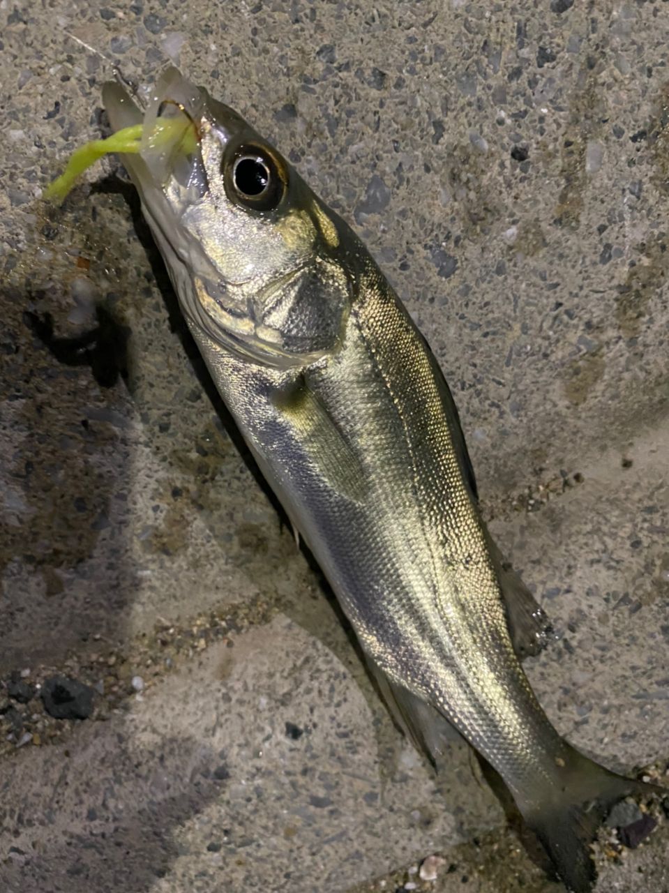 セイゴ（マルスズキ）