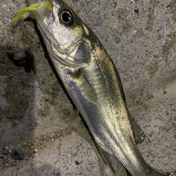 ネコ釣師🐈の釣果