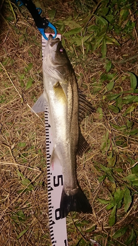 スズキの釣果