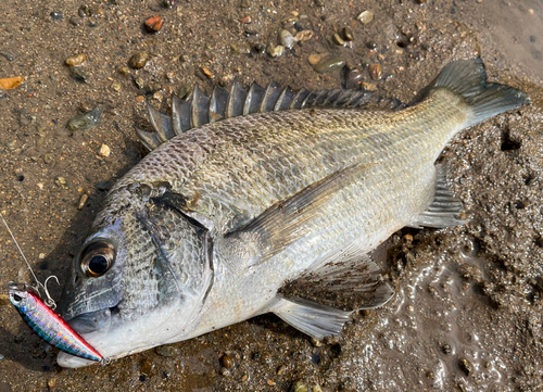 ミナミクロダイの釣果