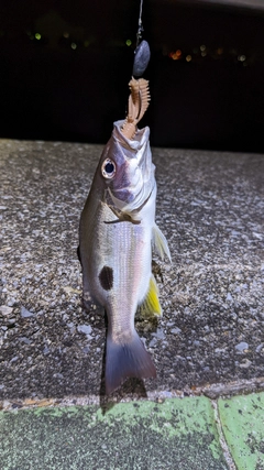 ヤマトビーの釣果