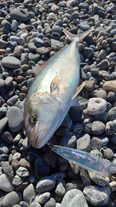 ネイリの釣果