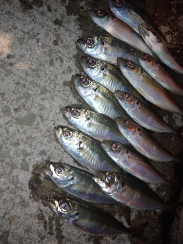 アジの釣果