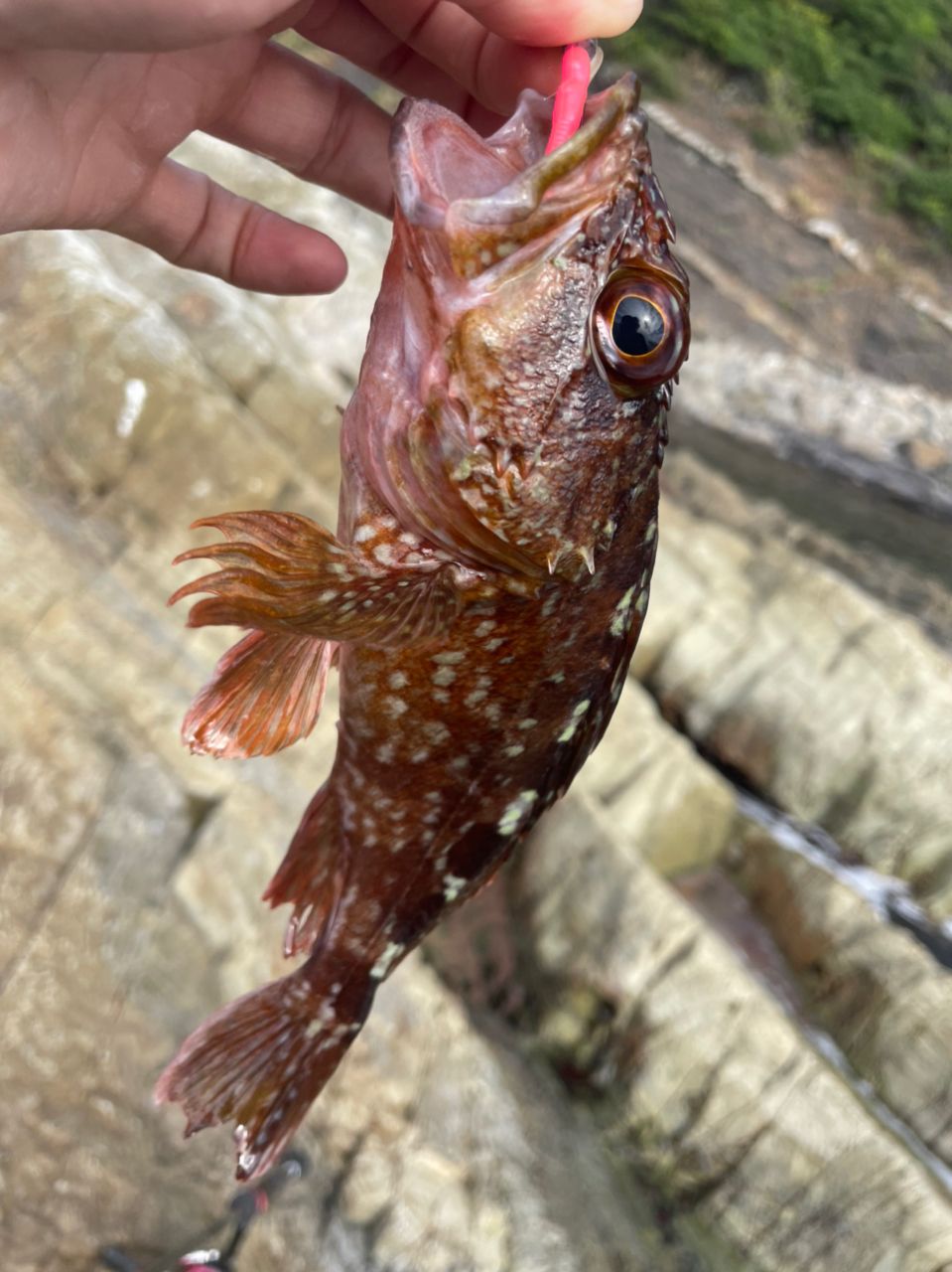 カサゴ