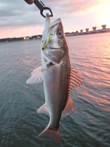 シーバスの釣果