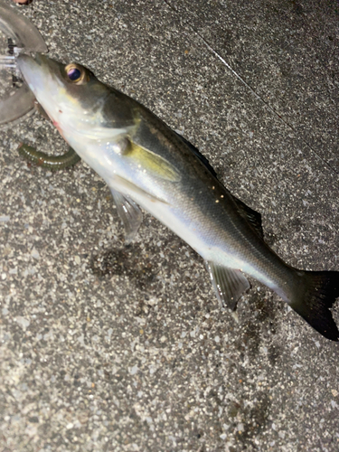 セイゴ（マルスズキ）の釣果