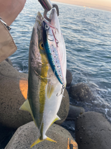 メジロの釣果