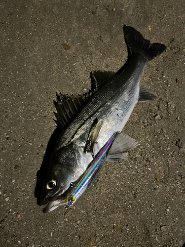 スズキの釣果