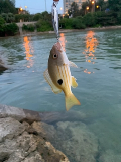 コトヒキの釣果