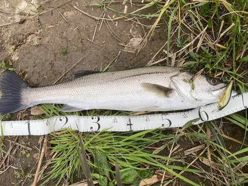 スズキの釣果