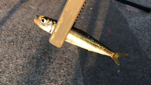 ウルメイワシの釣果