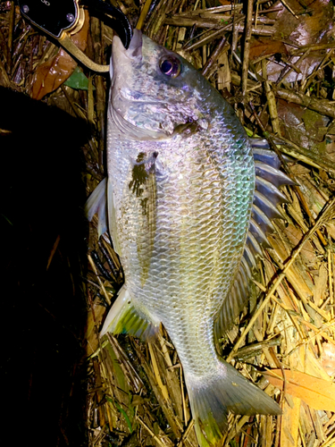 キビレの釣果