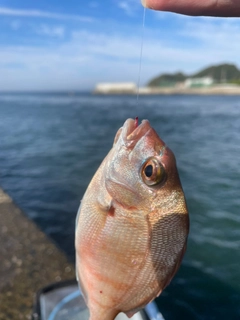 タイの釣果