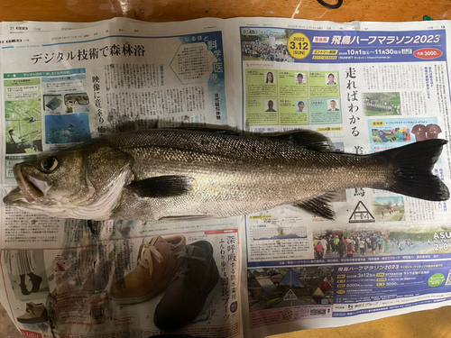 スズキの釣果