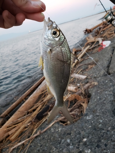 クロサギの釣果