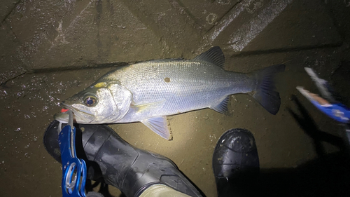 ヒラスズキの釣果