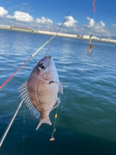 チャリコの釣果