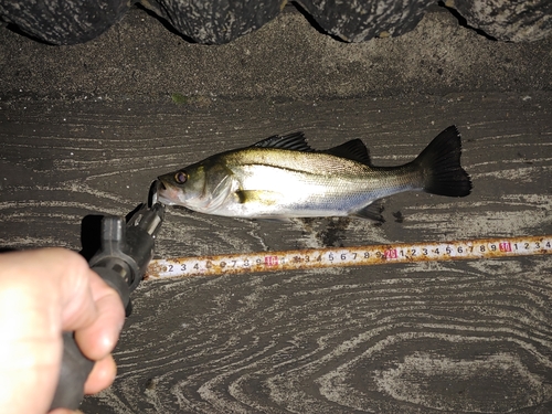 セイゴ（マルスズキ）の釣果