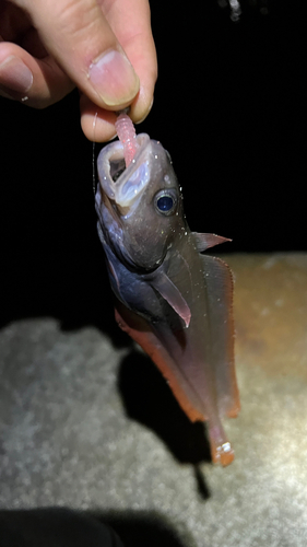 ドンコの釣果