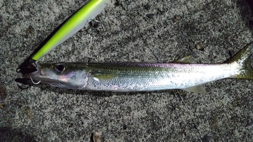 アカカマスの釣果