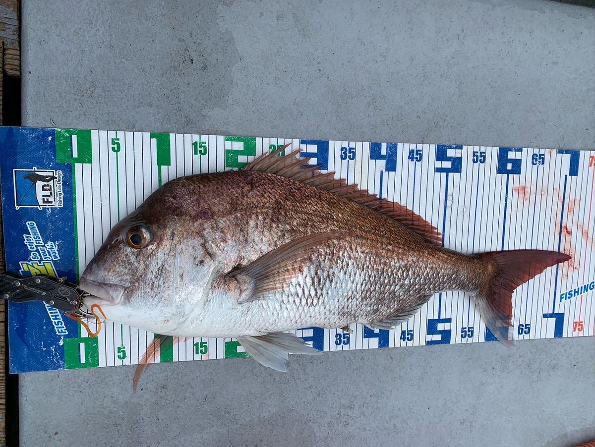 月曜の釣り人さんの釣果 2枚目の画像