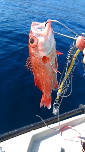 アカムツの釣果