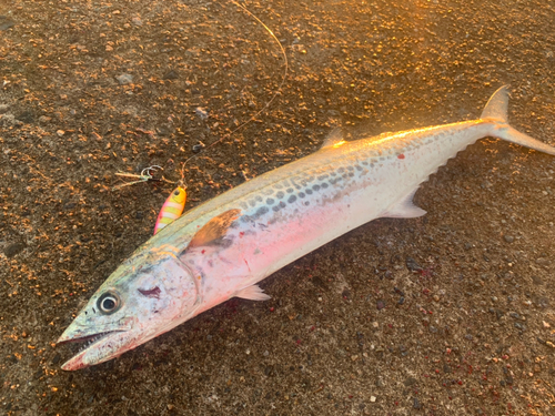 サゴシの釣果