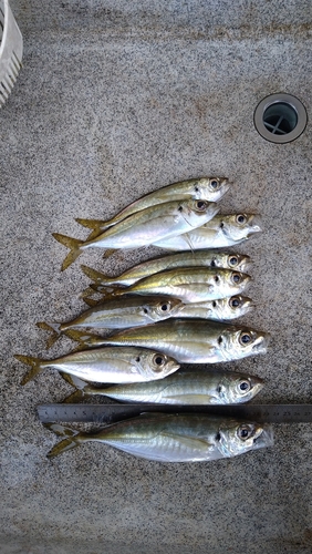 アジの釣果