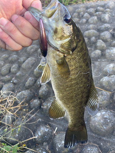 スモールマウスバスの釣果