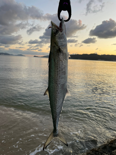 サゴシの釣果