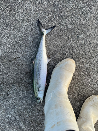 サゴシの釣果