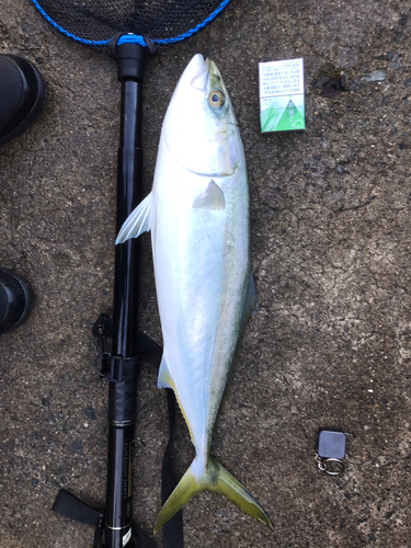 メジロの釣果