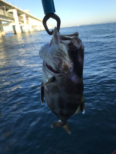 アイブリの釣果