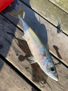 サバの釣果