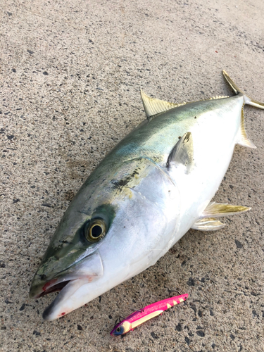 メジロの釣果