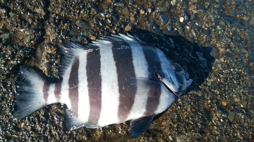 イシダイの釣果